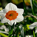 Daffodil out on a brief date