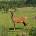 Deer calf.