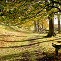 Long shadows of the afternoon
