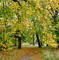 Path under the fall canopy