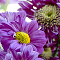 Purple Flower in Cold Light.